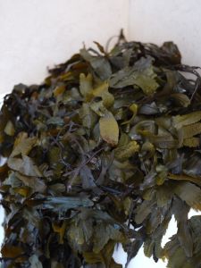 Seaweed from Strandhill, County Sligo
