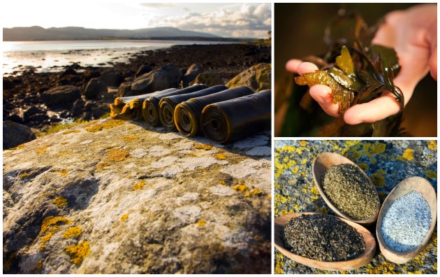 Seaweed in County Sligo